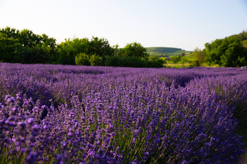 Lavendelfeld Lavendel