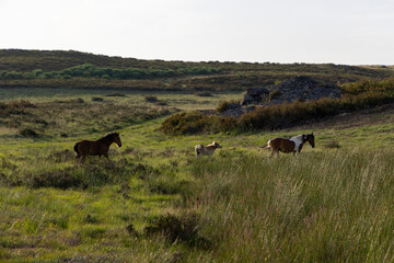 Three horses are grazing in a grassy field. The horses are brown and white, and they are spread out...