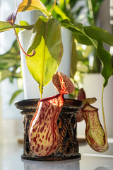 Nepenthes Gaia. Spotted pitcher plant of carnivorous plant close-up on a windowsill with sunlight....