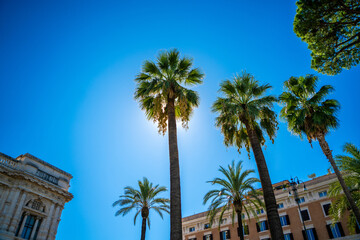 palm trees on blue sky in the city of Rome