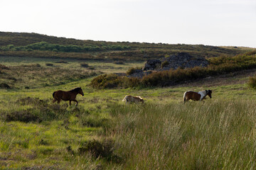 Three horses are grazing in a grassy field. The horses are brown and white, and they are spread out...