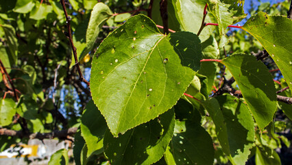Apricot tree leaves with insect damage in bright sunlight