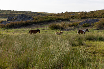 Three horses are grazing in a grassy field. The horses are brown and white, and they are spread out...