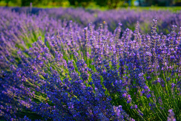 Lavendelfeld Lavendel