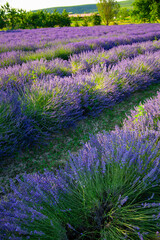 Lavendelfeld Lavendel