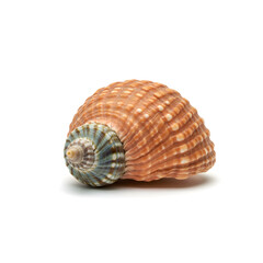 Obraz premium seashell isolated on white background
