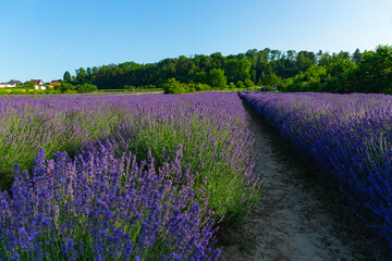 Lavendelfeld Lavendel