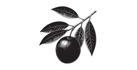 Detailed black and white illustration of a single plum on a branch with leaves silhouette