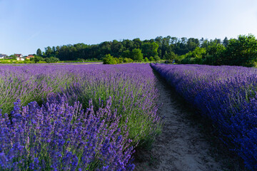 Lavendelfeld Lavendel