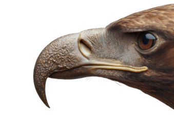 Close-up portrait of an eagle's head displaying intricate details and intense gaze