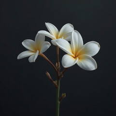 Fototapeta premium frangipani flower on black