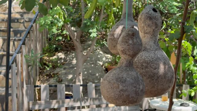 Dried gourd (susak) hanging from a tree. Pear-shaped decorative pumpkin used in traditional crafts, natural decor, and rural lifestyle themes