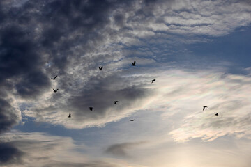A flock of seagulls flying together below a cloudy golden iridescent rainbow coloured textured sky.