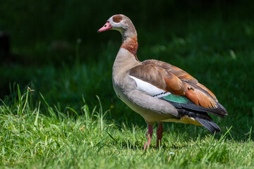 Nilgans
