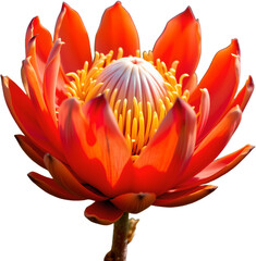 create a striking piece of art that captures the essence of a single protea flower with its unique, spiky petals in an eye level shot from the distant horizon