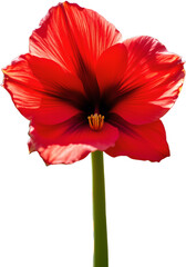 create a full body portrait of a single red amaryllis flower with large, trumpet shaped petals in a futuristic style, use vibrant colors and a vivid gleeful aesthetic