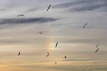 A flock of gulls flying together below a cloudy golden iridescent rainbow coloured sky.