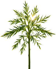 create an image of a small sprig of dill leaves with a feathery texture, captured from a first person perspective in eye level shot