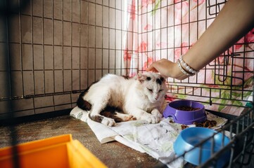 Woman's hand petting an animal. Tired sick cat is in the animal shelter, conception of healing, care