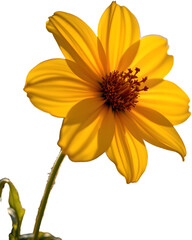 a yellow flower in full bloom, captured in a close up shot during golden hour, radiant light illuminates the scene from a split perspective, casting a warm glow on the vibrant colors of the flower