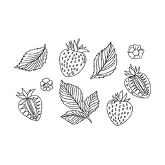 Hand Drawn Strawberry Fruits and Leaves