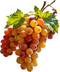 vivid grapes in various shades of color captured from a high angle shot under bright window light, rendered in the energetic style of lightwave with a focus on aesthetics, lighting