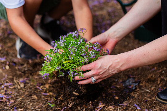 Hands of a boy and woman planting flowers in soil together