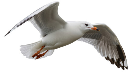 Isolated Seagull