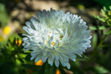 Close-up of a white aster flower blooming in the sunlight in a garden.