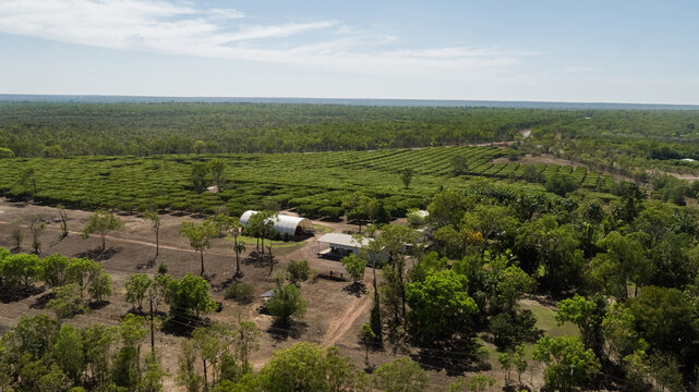 Mango Farming