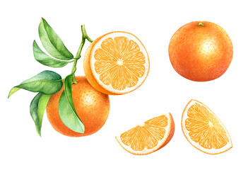 Watercolor illustration of the ripe orange fruits on the branch with green leaves and slices