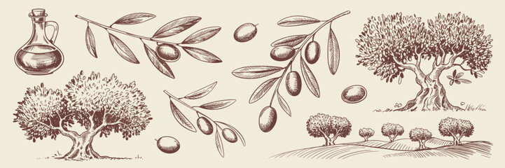 Olive sketch: olive oil, branch, tree, nature, botanical, farm, vintage, rural, landscape, mediterranean