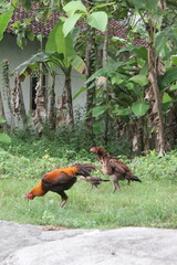 two birds in the grass