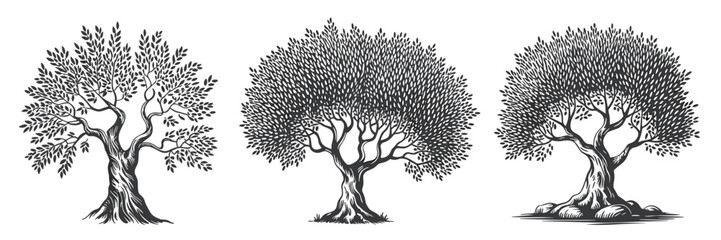 Olive trees collection, sketched vintage style. Nature tree vector illustration.