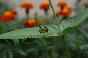 mantis on a green leaf