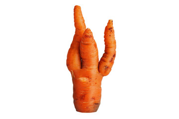 Twisted ripe carrot.