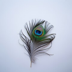 Obraz premium A vibrant iridescent peacock feather with eye pattern lies gracefully on a simple off-white background creating an elegant natural decorative element design art.