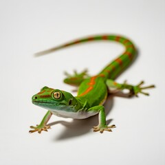 Obraz premium A vibrant green gecko with striking red stripes cautiously approaches the camera on a clean white surface, its golden eyes gleaming with curiosity and caution.