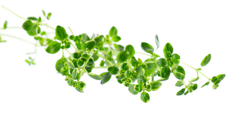 Fresh thyme sprig isolated on white background. Lemon thyme or Thymus citriodorus. Medicinal and...
