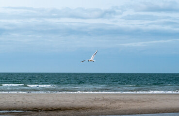 A graceful seagull glides majestically in flight over a tranquil ocean surface below it