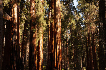 in the sequoia forest