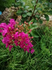 Obraz premium flowers in the garden