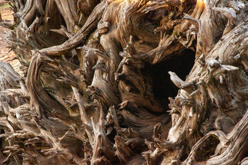 sequoia roots