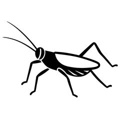 grasshopper on white background