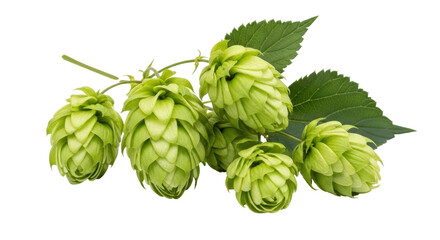 Isolated Hop Cones