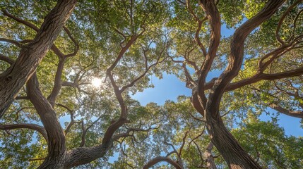 View of trees from inside the forest with dappled sunlight