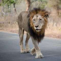 A male lion striking an impressive figure, displaying power and dominance as he strolls down the road with long powerful strides 