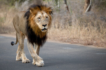 A huge male lion with his impressive gold and black mane looks up and into the distance as he...