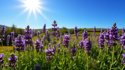 Fototapeta premium A field of vibrant purple lavender blossoms under a clear blue sky radiates the beauty of summer, with the sun shining brightly over this fragrant and colorful landscape of floral meadow.