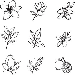 Obraz premium Jasmine Black Line Editable Icons set